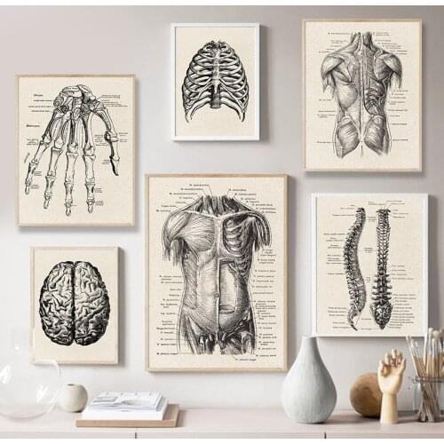 Human Anatomy Artwork Medical Wall Picture Muscle Skeleton Vintage Poster Nordic Canvas Print Education Painting Modern Decor