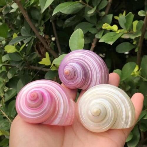 Natural Shell Conch Dyeing Luminous Conch Home Decoration Hermit Crab Replacement Shell Photography Props