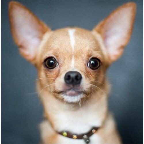 5D Diy Full Square Diamond Embroidery Cute Chihuahua Puppy Pet Diamond Painting Cross Stitch Mosaic Kits Home Decor C752