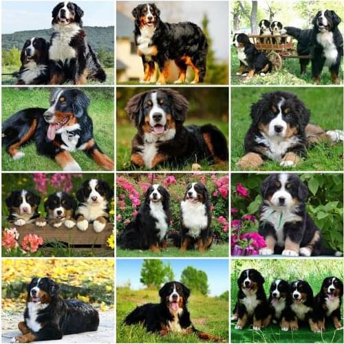HUACAN Full Square Diamond Embroidery Dog Picture Of Rhinestone Diamond Painting Animal Mosaic Flower Needlework Decor For Home