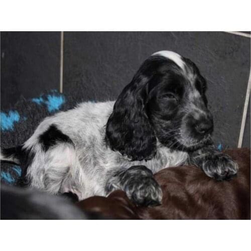 5D Diy Diamond Painting Cross Stitch full Square Round Diamond Embroidery British cocker spaniel for kids room Decor C848