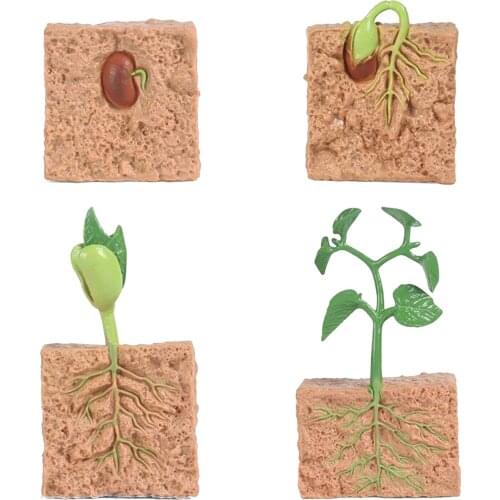 Plants Soybeans Seeds Seeding Life Cycle - 4 Pcs Plant Model Figure Shows Life of Growth