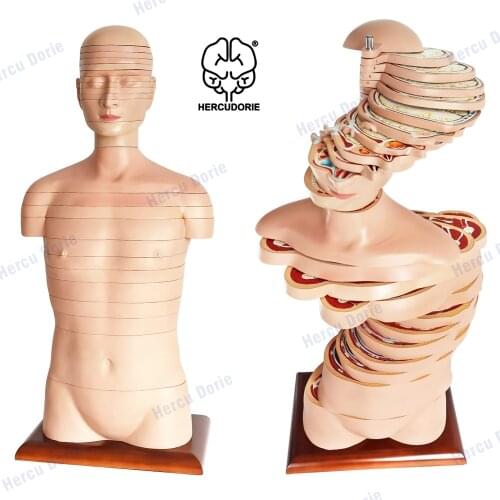 Medical human torso cross-sectional modelHuman cross-sectional anatomy and imaging anatomy Medical teaching doctors training tea