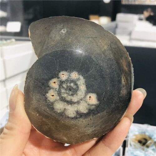 Natural AMMONITE PRETTY NAUTILUS MADAGASCAR FOSSIL SPECIMEN HEALING free shipping