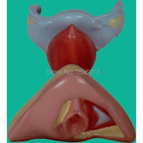 Female Internal and External Genital Organs, Anatomy Genitals model
