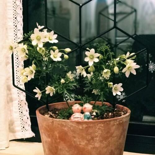 Newest Arrival Plant Trellis Iron Grid Bracket Decorative Wire Fencing Border Garden Crawling Accessory