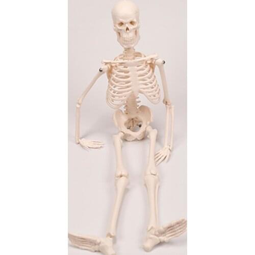 Chinon 42cm Human Skeleton Model Medical Science Student Training Skull Anatomical Skeleton Teaching Tools BIX-A1006