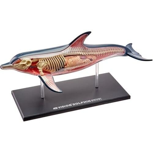 4D Master 4d Dolphin Anatomy Model