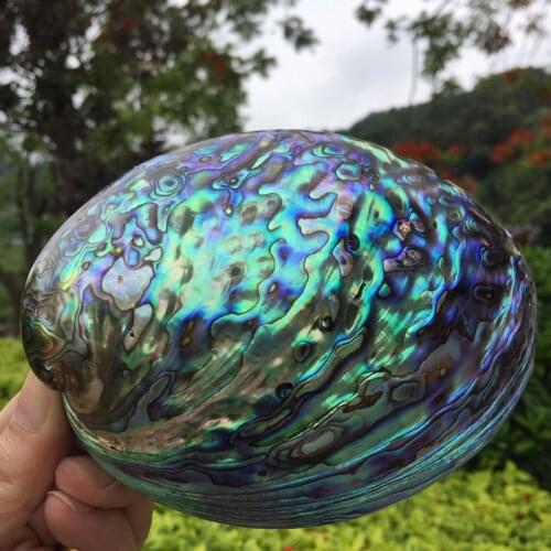 13-14cm Natural Polished abalone shell Oval Conch DIY Home Decoration Aquarium Landscaping Wedding Landscape Decoraition crafts
