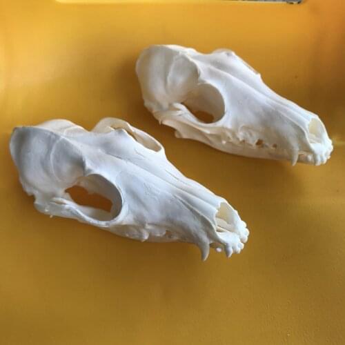2pcs Red Fox Skull taxidermy real bone skeleton Christmas decoration gift