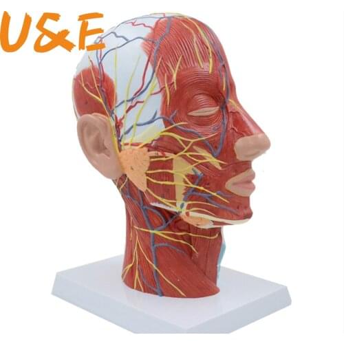 Head Neck Superficial Nerve Vascular Muscle Model,Human,skull with muscle and nerve blood vessel,School medical