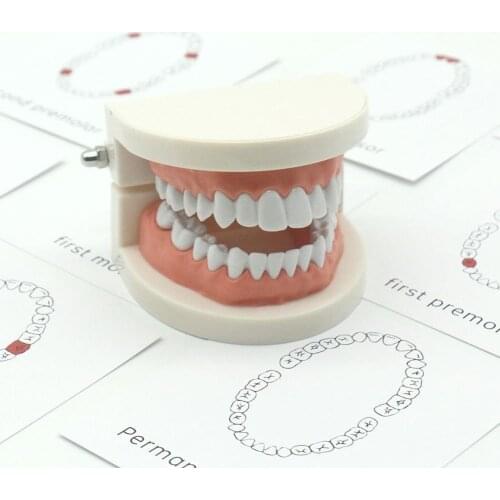 Realistic Teeth Model Recognition Card Teaching Aid Kids Early Educational Toy