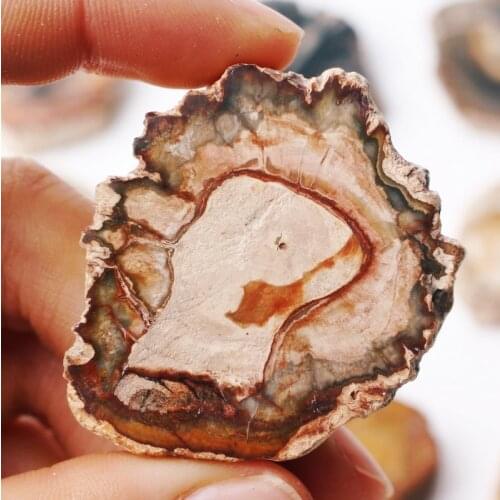 1PC Natural Wood Fossil Slice Mineral Specimen Home Decoration One Polished Stone Reiki Healing