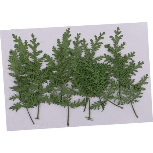 12Pc Natural Pressed Leaves Dry Pressed Flowers For DIY Art Craft Cards Making