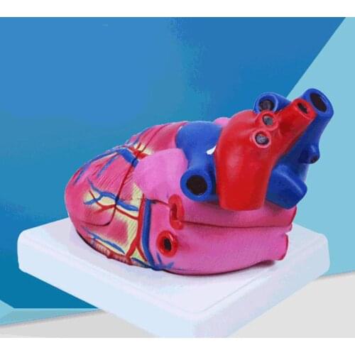 Human Heart Model Anatomically Accurate Heart Model Anatomical Internal Structures with Base for Classroom Teaching Props