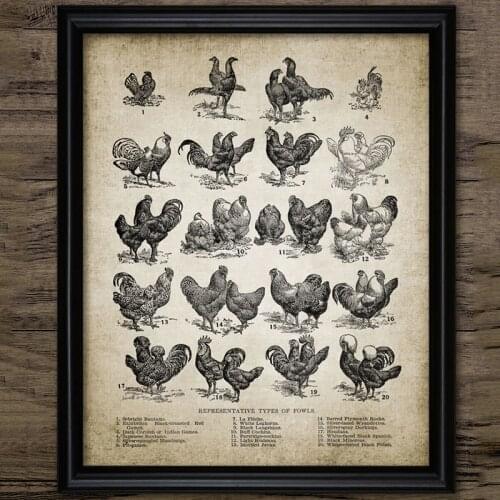 Vintage Chicken Breeds Wall Art Canvas Poster Prints Poultry Farming Vintage Hen Illustration Painting Picture Home Wall Decor