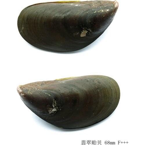 Perna viridis Natural Conch Sea Shells Seashells For Home Decorations,Fish Tank And Shell Collector