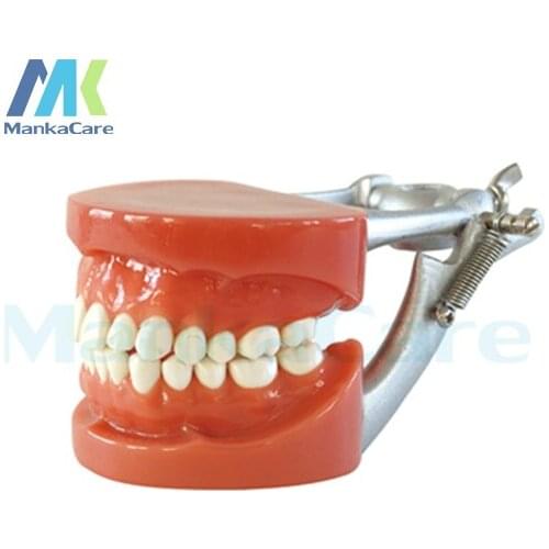 Manka Care - Standard Model/28 pcs Tooth/Hard Gum/Wax fixed/DP Articulator Oral Model Teeth Tooth Model