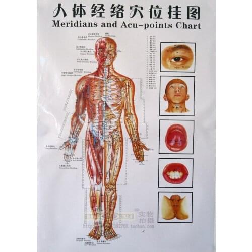 3pcs 50*80cm Meridians and Acu-points chart acupuncture massage wall chart Chinese and English acupuncture chart