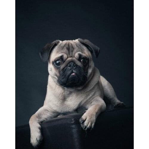 Full square round 5d diy diamond painting Pug Dog Looking pattern 3d diamond embroidery rhinestones mosaic home decoration CV78