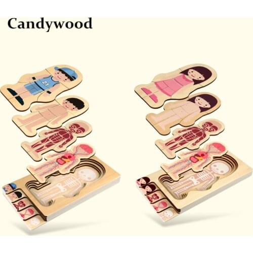 New Children Educational Toys Wooden Human Body Puzzle Boys Girls Body Structure Wooden Children Puzzles Kids Education Toys