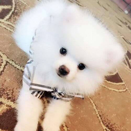 MUQGEW T-shirts For Dogs