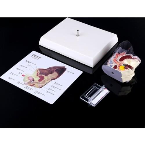 AREOFRGB Anatomical Models