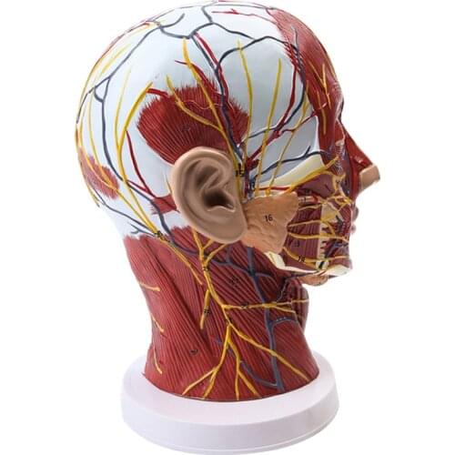 Head Neck Superficial Nerve Vascular Muscle Model School Teaching model supply