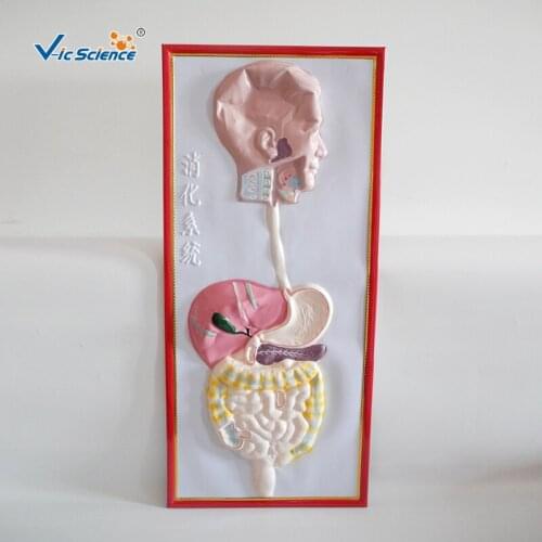 Human digestive system model
