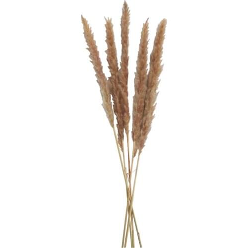 Plume 30cm Raw color natural pampas decor valentines day gift wedding home small pampas reed grass dried plants 20pcs/bunch