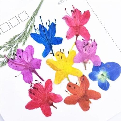 Azaleas DIY handmade material dried flower Arrangements Raw Material For Apple iPhone 7 Free Shipment 120pcs