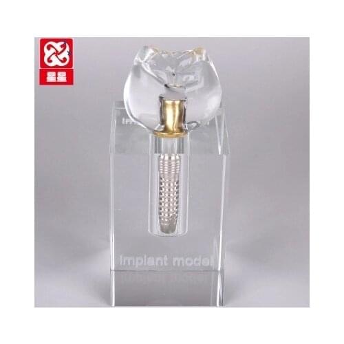 Crystal Removable Transparent Dental model dental materials free shipping