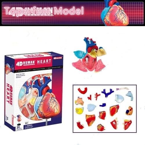 31 Parts 4D MASTER Assembled Human Heart Anatomy Model Surgery Medical Teaching