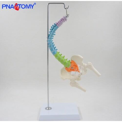 Flexible human spine model 45cm spinal column vertebral lumbar anatomical model pelvic anatomy skeleton color with base PNATOMY