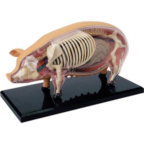 4d Pig Animal Anatomy Model Skeleton Medical Teaching Aid Laboratory Education classroom Equipment master puzzle Assembling Toy