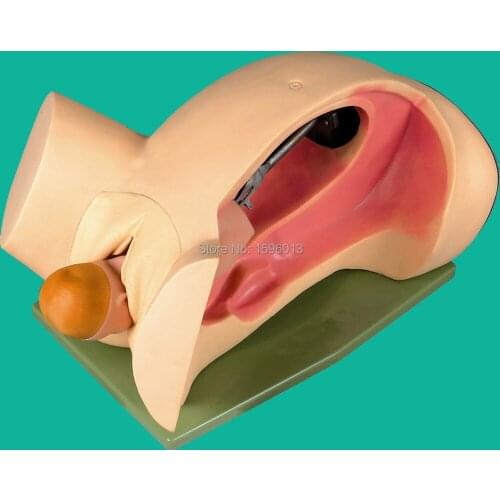 Delivery Mechanism Demonstration Simulator, Model of Course of Delivery,Delivery mechanism teaching model