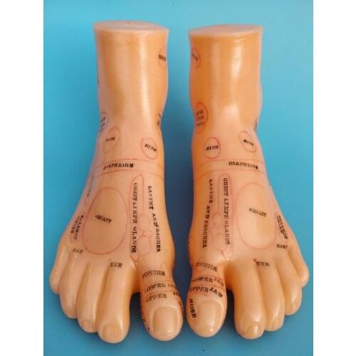 19cm Foot reflex zone massage model, not acupuncture model, English code TCM Feet Reflexology, 1 pair