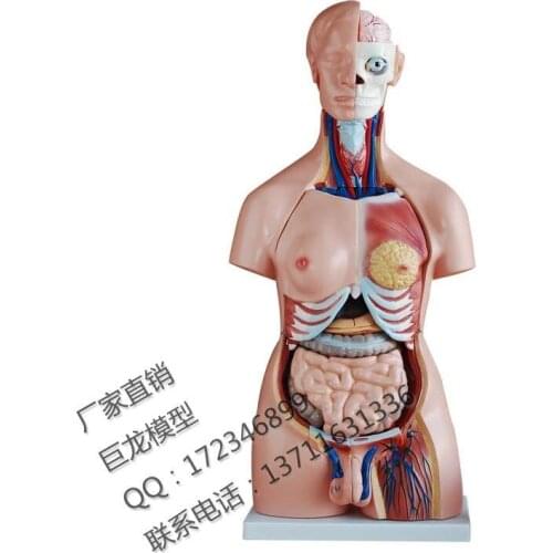 PVC high quality 85cm human torso unisex 40 pcs set model human model of the human body model