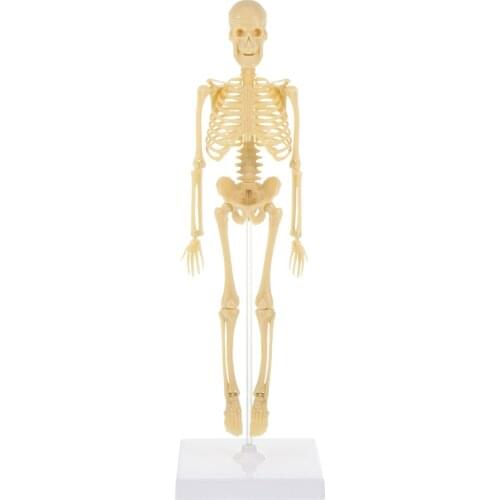 Human Skeleton Model Simulation Mannequin DIY Assembly Manikin Model Kids Toy