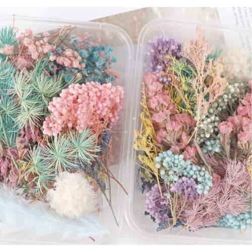 Real Pressed Flower Leaf Dried Daisy Flower Resin Flower Dry Beauty Nail Art Decals Epoxy Mold Fillings Jewelry Making