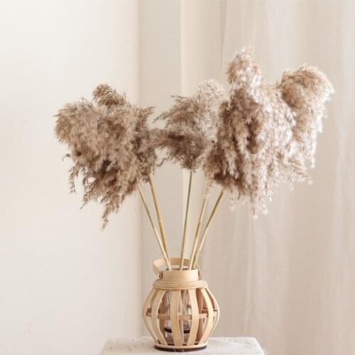 Dried Reed Phragmites Natural Flower 10pcs Pampas Grass Decor Flower Wedding Supplies Party Arrangement Flores Home Decoration