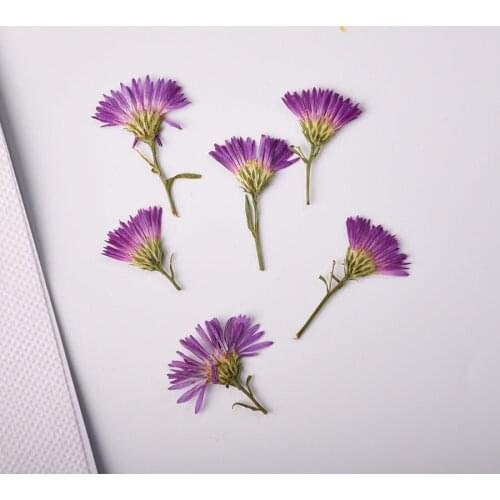 120pcs Dried Side Pressed Symphyotrichum Novi-belgii Flower Plants Herbarium For Postcard Jewelry Bookmark Invitation Card Craft
