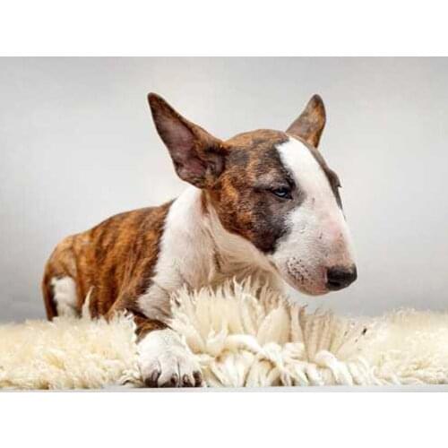 5D DIY Diamond Painting Pit Bull Terrier dog Resin full Square/round Needlework Cross Stitch Embroidery Home Decor Painting