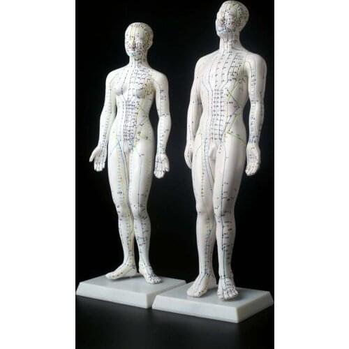 Meridian Model Human Acupuncture Meridian Points Model Male and Female Acupoint Model Medical Education Teaching Appliances