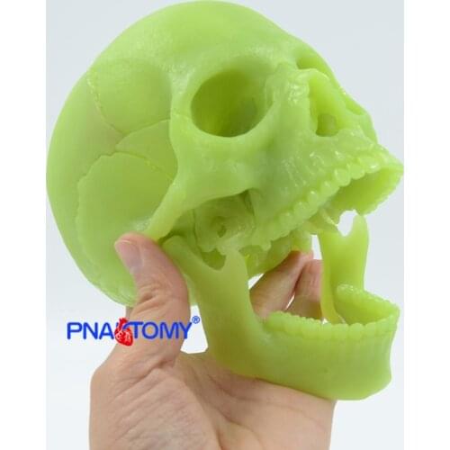 Fluorescent Explosive Skull Model Detachable DIY Skeleton 17 Parts 1:2 Size Educational Equipment Human Anatomical Tool