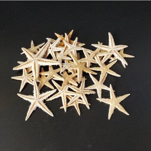 20pcs Beach Natural Craft sea star Photography Prop Beautiful Stars Wedding DIY Sea Portable Mini Decoration 3-5cm Starfishes