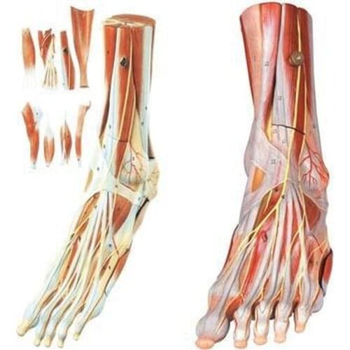 The foot muscle is attached to the main vascular nerve model