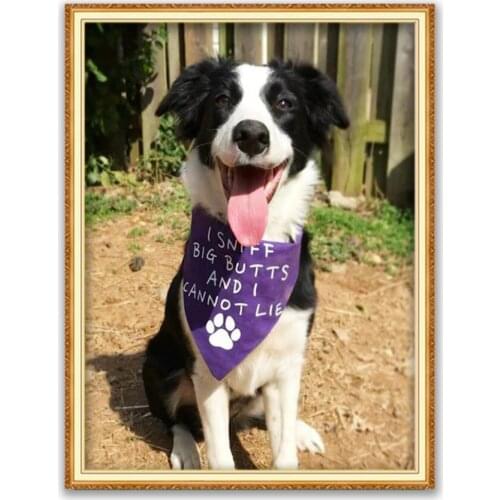Animal Border Collie DIY Embroidery Cross Stitch 11CT Kits Needlework Craft Set Printed Canvas Cotton Thread Decoration On Sale