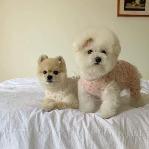 Dog Clothes Spring Summer Dog Home Clothes Pet Two-Legged Clothing Hoodies For Small Dog Cats Schnauzer Pug Akita Cute T-Shirt