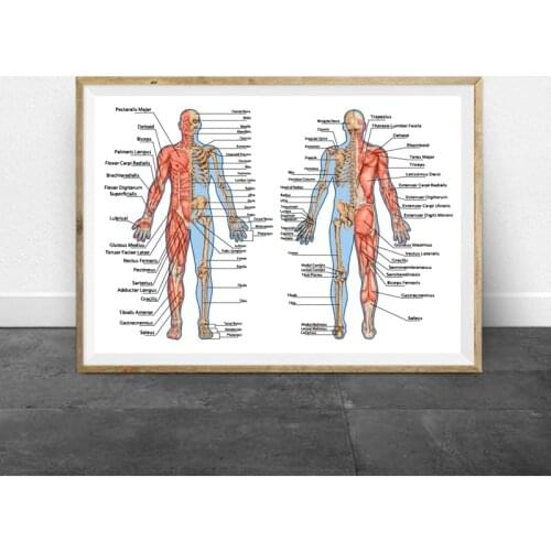Human Bony and Muscular System Didactic Board Prints Medicine Educational Poster Human Anatomy Skeleton Art Medical Painting